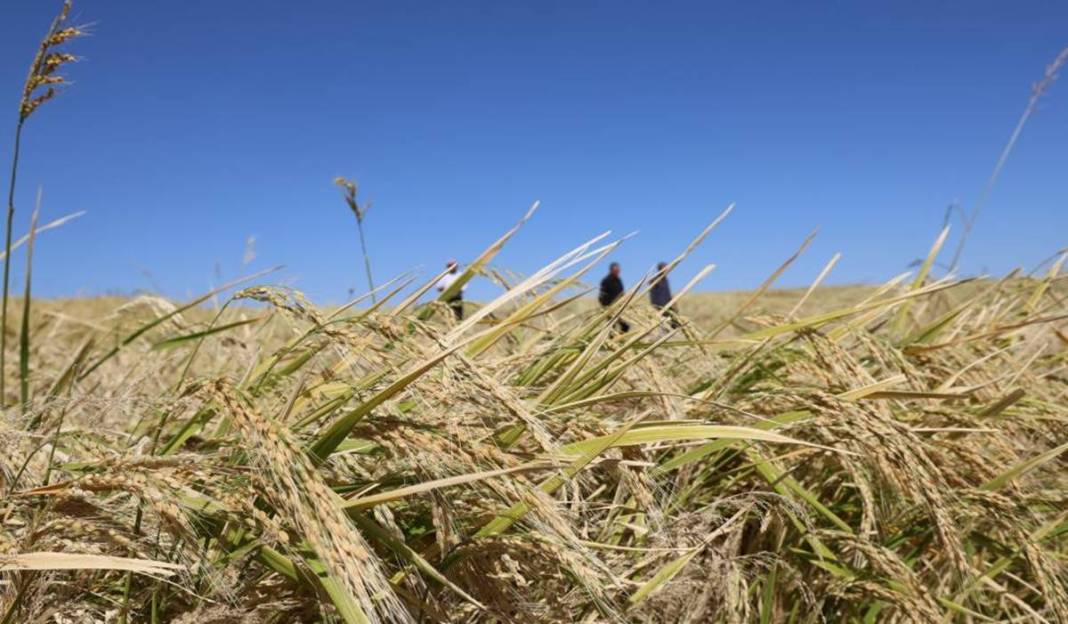 Diyarbakır’da pirinç hasadı başladı: 250 ton bekleniyor 1